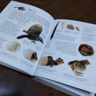 英語　辞典　の画像