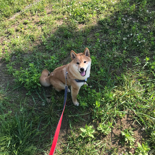 柴犬お譲りします。