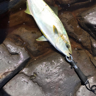 【釣り ロックショア  青物】9/28(土)早朝 山口県北部〜島...