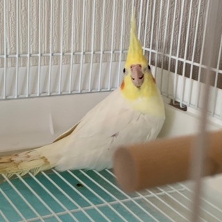 オカメインコ(ルチノー)
