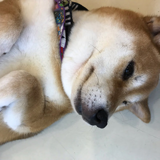 ペット犬友達募集♪…手始めにペット博に行きませんか？ - 宇治市