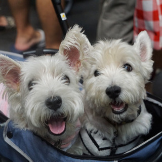 ペット犬友達募集♪…手始めにペット博に行きませんか？ - その他