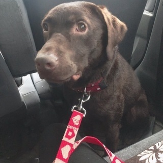 迷い犬