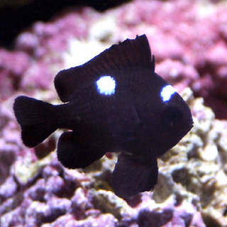 海水魚 ミツボシスズメダイ