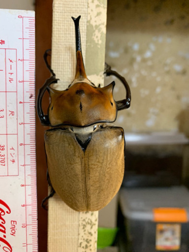 エレファスゾウカブト