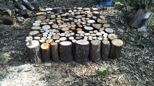 薪割りしたい方に！広葉樹の玉切り丸太。長さ２９cm程度。軽トラ１台価格。茨城県潮来市。