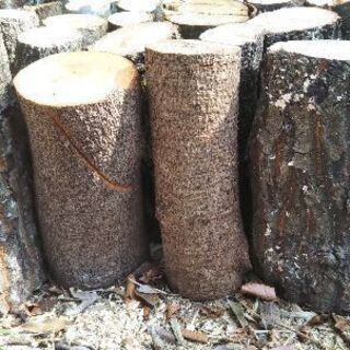 薪割りしたい方に！広葉樹の玉切り丸太。長さ２９cm程度。軽トラ１台価格。茨城県潮来市。の画像