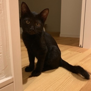 少しずつ人馴れしてるかわいらしい黒猫シンバ君を家族に迎えてくださ...