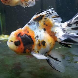金魚 買い手募集の画像