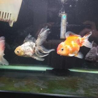 金魚 買い手募集の画像