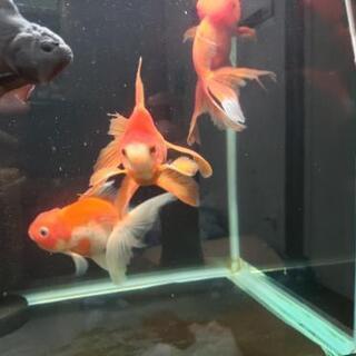 金魚 買い手募集の画像
