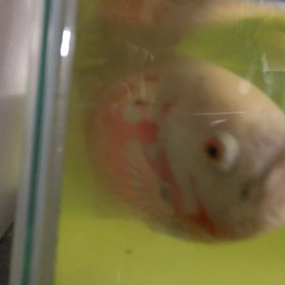 熱帯魚(アルビノオスカー)譲ります