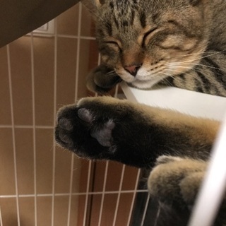【急募】抱っこ大好きとっても甘えん坊な猫♂【2歳】