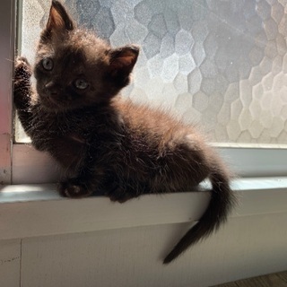 縞模様の子猫