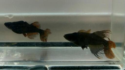 オロチ光体型ヒレ長黄鰭(ゼウス）若魚メダカ