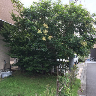 樹木の剪定、造園作業、栃木県、茨城県