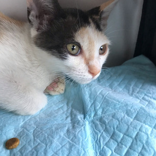 里親決定◎かわいい三毛猫◎メス◎およそ3か月◎とても甘えん坊