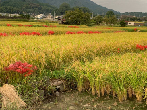 【再販】残り3袋　新米あきたこまち 30キロ玄米 野菜おまけ付き