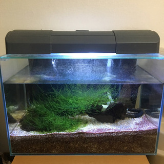 水槽セット