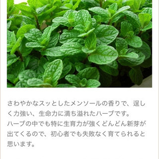 バーブの苗、種子
