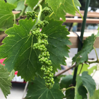 102歳の祖母からの教え  万病予防の家宝  珍玉薬膳法の画像