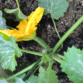 102歳の祖母からの教え  万病予防の家宝  珍玉薬膳法の画像