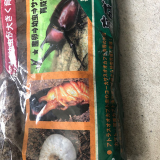 カブト虫の幼虫 6️⃣匹