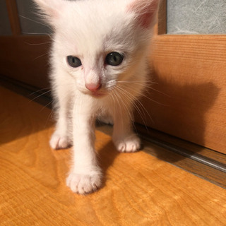 生後3カ月の子猫です