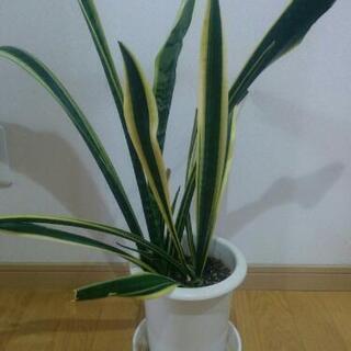 【観葉植物】サンスベリア(植木鉢と受け皿付）やや大きめ