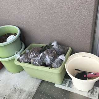 本日限り！プランター 大きめ 