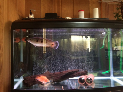 熱帯魚 飼育備品 色々 あります
