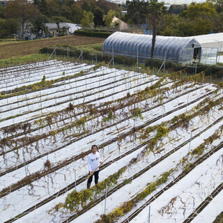 自然薯（山芋）の収穫と苗植え作業　　募集の画像
