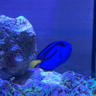 ナンヨウハギ 