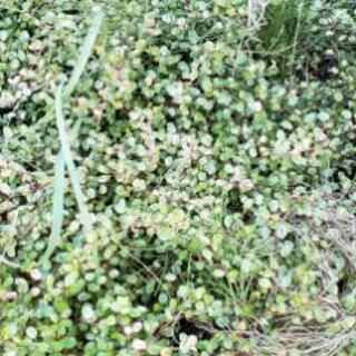 斑入り ワイヤープランツ