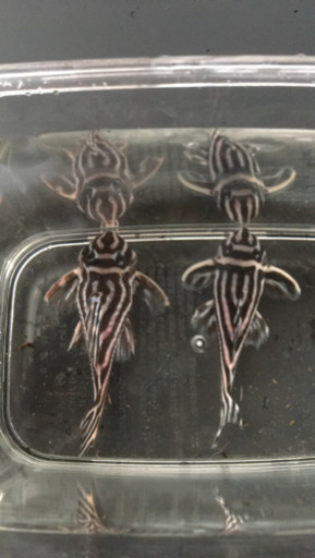 インペリアルゼブラプレコ  ワイルド  ペア！ブリード  おまけ