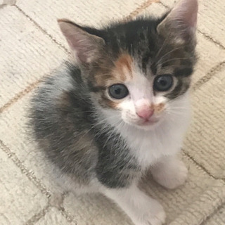 生後1ヶ月 ハチワレ三毛猫 美人ちゃん