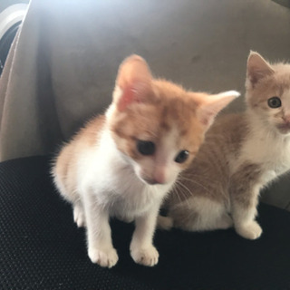 生後1ヶ月 ハチワレ 茶トラ ふわふわ (モカちゃん) 遠矢の猫の