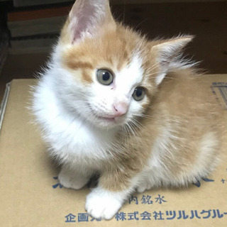 生後1ヶ月 ハチワレ 茶トラ 膝乗り フワフワ