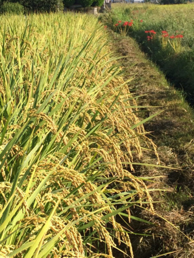 令和元年産  新米  お米 (玄米) です。