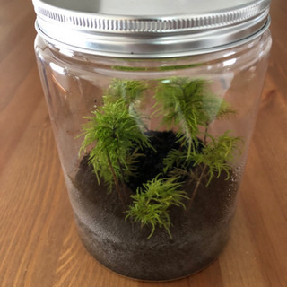 コウヤノマンネングサ科 フジノマンネングサ ボトルセットの画像