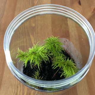 コウヤノマンネングサ科 フジノマンネングサ ボトルセットの画像