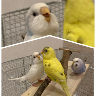 現在交渉中・セキセイインコ 3羽 １歳