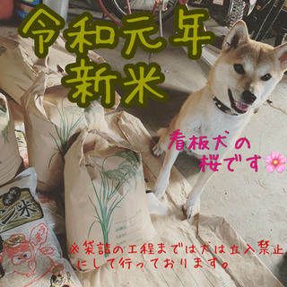 令和元年 新米 こしひかり 埼玉県産 10キロ