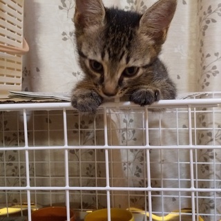 急募！最後の仔猫です。お願いします。 − 鹿児島県