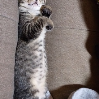 急募！最後の仔猫です。お願いします。 - 里親募集