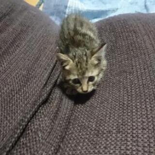 里親募集中！