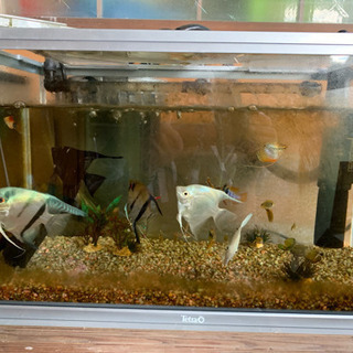 エンゼルフィッシュその他熱帯魚の画像