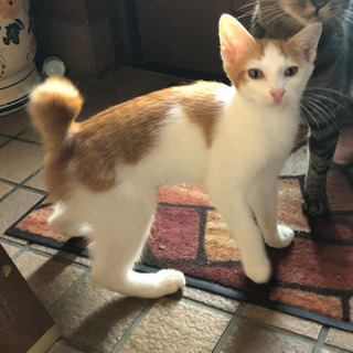 迷い猫ちゃんの里親さん募集します。
