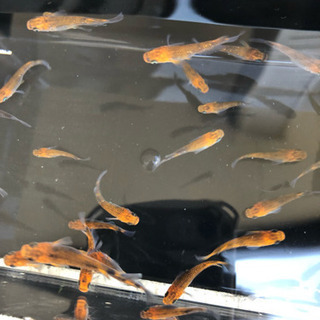 紅薊めだか