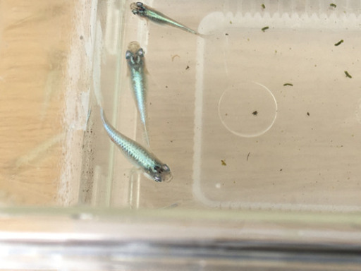 メダカ  銀色が美しい「みゆき」 幼魚 30匹